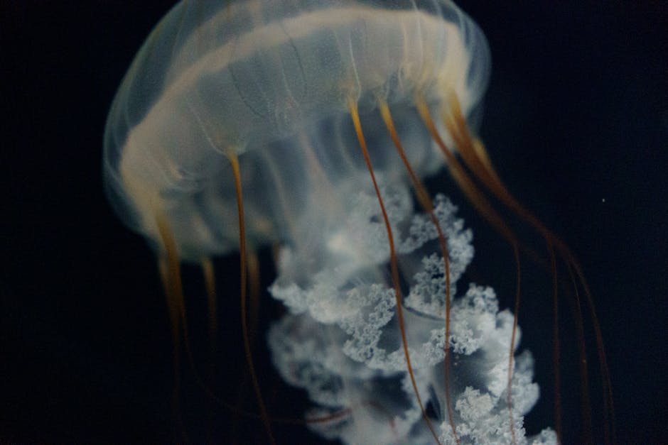 葉黃素果凍：守護你眼睛健康的貼心好夥伴